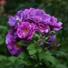 Роза флорибунда Голубая рапсодия - Роза флорибунда Голубая рапсодия