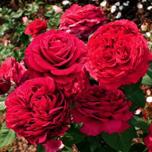 Роза флорибунда Роза четырех ветров Куст привлекательный, очень декоративный. Высота варьируется от 80 до 100 сантиметров, ширина около 60 сантиметров.
