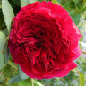 Роза флорибунда Роза четырех ветров - Роза флорибунда Роза четырех ветров