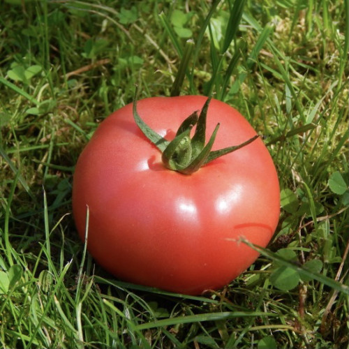 Томат Торбей (10 семян) Торбей можно высаживать в открытый грунт и под плёночные укрытия. Сорт жароустойчив, не требователен к уходу. Обладает не слишком впечатляющей урожайностью! 