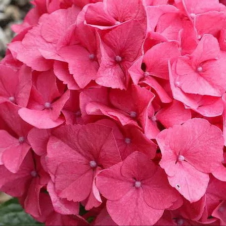 Гортензия Сибилла Цветки очень крупные, в нейтральной почве тёмно-розовые или красные, в кислой – сине-фиолетовые.