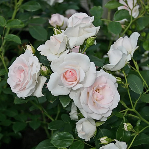 Роза флорибунда Аспирин Роза «Aspirin» великолепная низкая роза, подходящая для любой ситуации – частично флорибунда, частично миниатюрная роза, частично почвопокровная роза – и великолепно подходящая как для посадки в маленьком саду! 