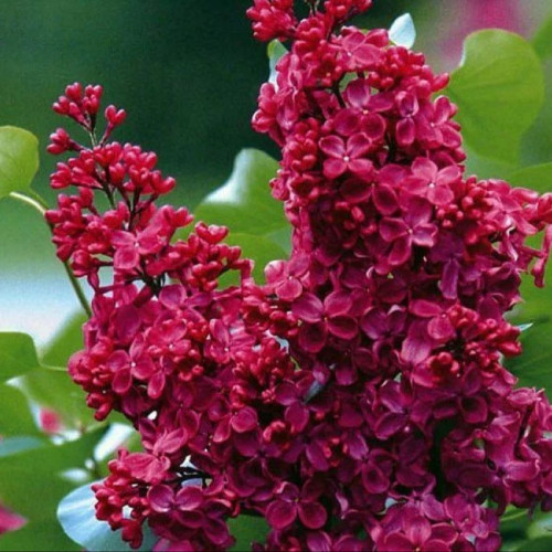 Сирень Красная Москва  Цветки темно-пурпурные с хорошо заметными желтыми тычинками, крупные.