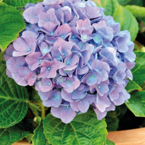 Гортензия Рената Цветок меняет окраску лепестков по мере роспуска, начиная от белого переходя к ярко-синему, "незабудковому", на кустах могут быть одновременно соцветия разного цвета.