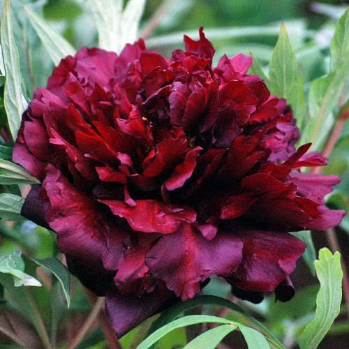 Пион ​​древовидный Чёрная пантера Высота растения 100-150см, окраска цветков тёмно-красная,размер цветка 10-15 см.