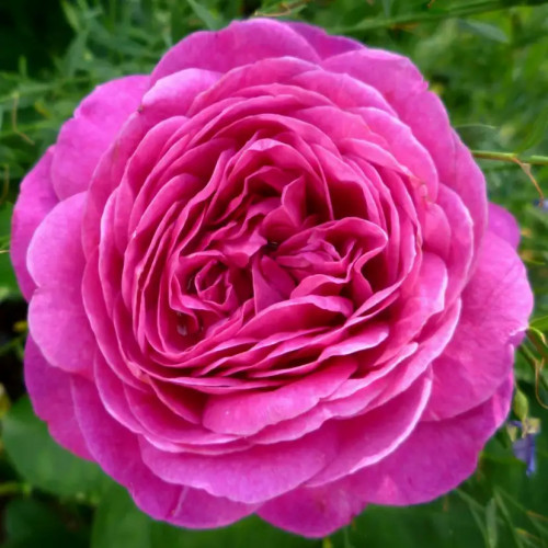 Роза флорибунда Хайди Клум Цветы розы «Heidi Klum» густомахровые, фиолетово-розовые и насыщенные пьянящим ароматом. Куст компактный, цветок не выгорает, хорошо держит дождь. Повторноцветущая роза. 