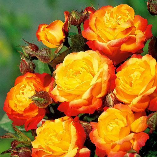 Роза флорибунда Румба Роза «Rumba» по типу цветения относится к букетной разновидности - характеризуется как ярко выраженный волнообразный.
