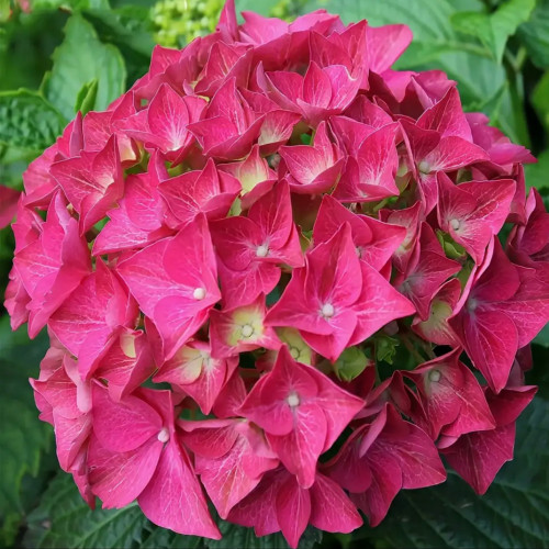 Гортензия крупнолистная Альпенглюхен Соцветия имеют форму шаров бледно - красного или насыщенно - розового цвета, диаметром ~ 20 - 25 см.