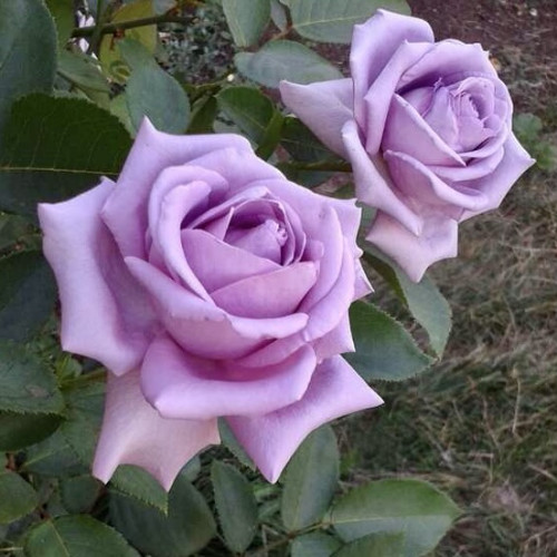 Роза плетистая Индиголетта ​Этот сорт выбирают те, кто хочет украсить сад роскошной плетистой розой, усыпанной крупными цветками с необычной окраской лепестков.