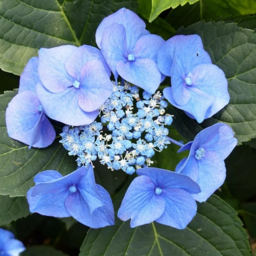 Гортензия Блаумайзе Цветы преимущественно ярко-голубой окраски, но, если кислотность в почве понижена, могут иметь розоватый оттенок.​