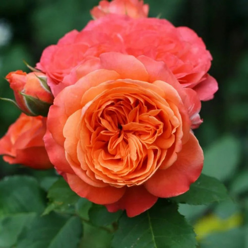 Роза шраб Эмильен Гийо Особый сорт, отличающийся от других тем, что ее великолепный, начинающийся от лососево-оранжевого, плавно переходящий до оранжево-красного цвета, вид очень ярко выделяется на фоне полотна листвы. Красно-оранжевый бутон имеет округлую форму.