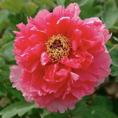Пион древовидный Гигант из хемозы Высота растения до 160 см., краска цветков кораллово-красно-розовая, размер цветка 16 см.