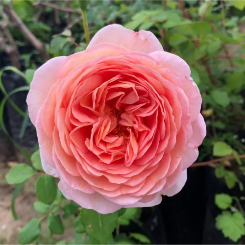 Роза английская Абрахам Дерби Роза английская повторноцветущая,цветки огромные, появляются по одному на концах длинных побегов, или чаще в небольших кистях до 3 шт. Они варьируют по цвету, как и многие розы, в целом выглядят абрикосовыми, или как описывает их сам Остин, нежно-розовые с нежно-желтым в глубине. В холодную погоду двуцветность более заметна, а в жару цветки становятся просто однотонно-абрикосовыми.