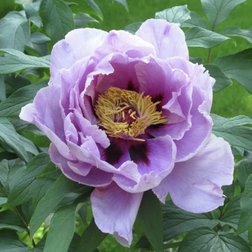Древовидный пион Голубой Лотос Высота растения 120-150 см., краска цветков розово-голубая, размер цветка 20 см.