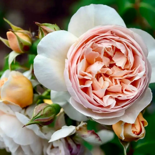 Роза английская Джульетта Сорт «Juliet» кустовой, пионовидный.
