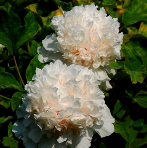 Пион Нефритовая Принцесса Высота растения 150 см., краска цветков белая, размер цветка 16 см.