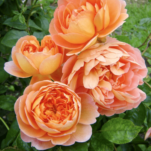 Роза английская Пэт Остин Аромат у этого сорта сильный, ярко выраженный.