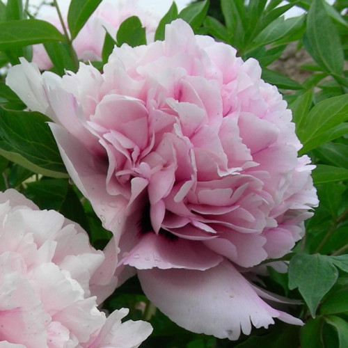 Древовидный пион Лантиан Джей Высота растения 100-120 см., краска цветков розово-фиолетовые, размер цветка 17-20 см.