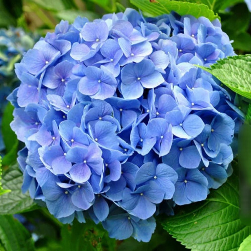 Гортензия Никко Блю Цветки округлые, крупные, меняющие цвет от белого до ярко-голубого. Чтобы цветы сохраняли интенсивность голубого оттенка, необходимо поддерживать кислотность почвы на уровне около рН 5,5-7,0.