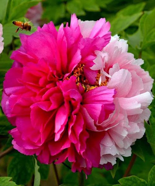 Пион Сестры Киао Высота растения 150 см., краска цветков сложная бело-розовая и красно-розовая, размер цветка 16 см.