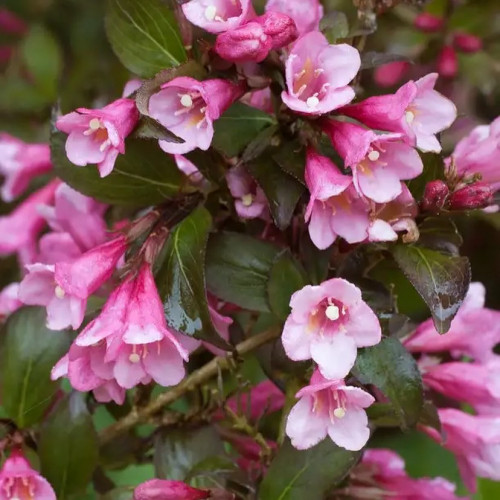 Вейгела цветущая Фоллис Пурпуреус Цветки темно-розовые с желтой серединкой, собраны в соцветия по 3 - 4 штуки, контрастируют с листьями.