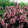 Вейгела цветущая Фоллис Пурпуреус - Вейгела цветущая Фоллис Пурпуреус