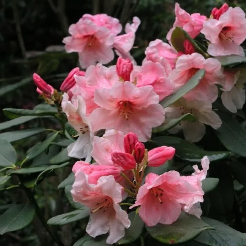 Рододендрон Ханиа Рододендрон (Rhododendron) – великолепное растение с длительным периодом цветения. Культура относится к цветущим листопадным или вечнозеленым кустарникам семейства вересковых. Ветви растения могут иметь гладкую кору или опушение. Кожистые, темно-зеленые небольшие листья яйцевидной формы иногда имеют опушение. Цветы колокольчатой формы, воронкообразные, простые и махровые.