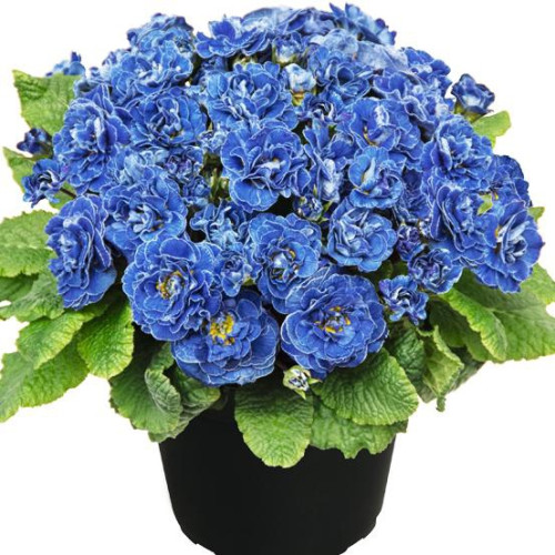 Примула Belarina Baltic Blue (Беларина Балтик Блю) 