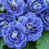 Примула Belarina Baltic Blue (Беларина Балтик Блю) - Примула Belarina Baltic Blue (Беларина Балтик Блю)
