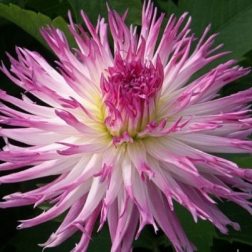 ​Георгин бахромчатый Марлин Джой Цветки крупные белого цвета с розовыми кончиками.