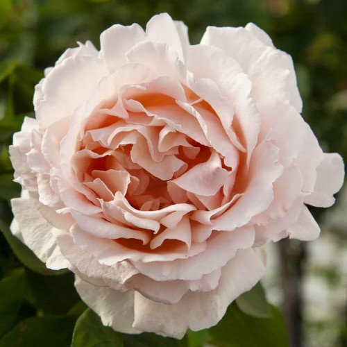 Роза чайно-гибридная Андре ле Нотр "Андре ле Нотр" небольшой кустарник, который пригодится для украшения сада либо дачного участка. Он достигает не более 90-110 см в высоту и 80 сантиметров в диаметре, поэтому для него не понадобится много места.
