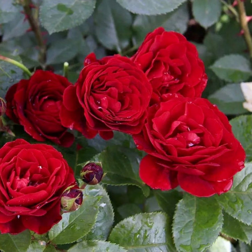 Роза спрей Таманго Приятный бархат ярких роз «Tamango» не может не привлекать внимание. Эти махровые цветки обладают мягким ароматом.