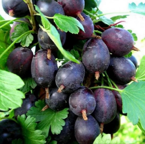 Крыжовник Грушенька Сочные и мясистые плоды отличаются кисло-сладким вкусом.