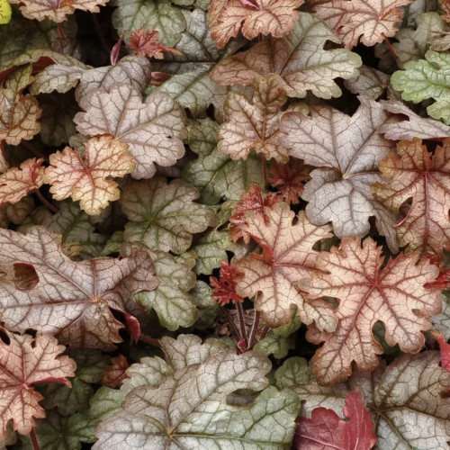 Гейхерелла Кракед Айс (Cracked Ice) Листья Cracked Ice крупные, резные, цвет  меняется на протяжении всего сезона. Летом листья сине-бронзово-зеленых тонов с темно-бордовыми прожилками, а весной и осенью становятся розово-бордовыми, покрытыми  красивой серебристой вуалью. 
