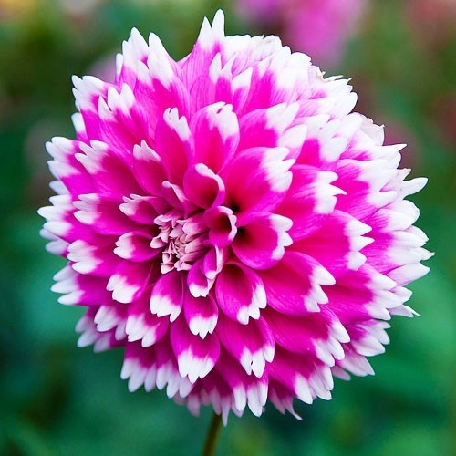 ​Георгин бахромчатый Фаззи Ваззи Цветок окрашен в насыщенный розовый цвет, кончики лепестков – белые.