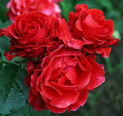 Роза чайно-гибридная Эль Торо Сорт «El Toro» великолепно смотрится на клумбе, выделяясь ярким пятном на фоне других растений. Также роза Эль Торо идеально подходит для срезки благодаря отсутствию шипов и необычайно красивым махровым бутонам. 