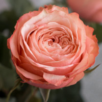 Роза чайно-гибридная Кахала