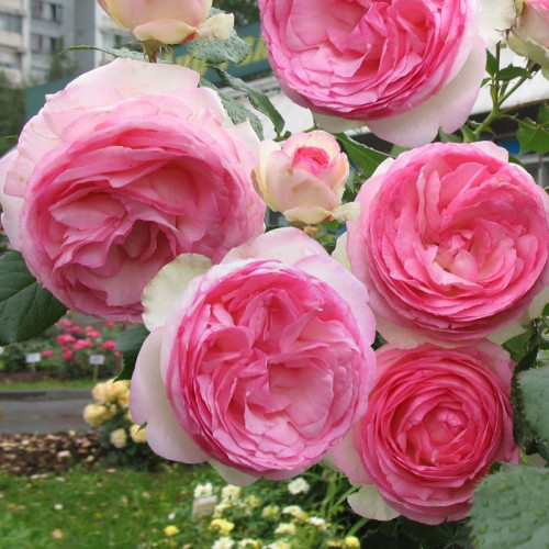 Роза Пьер Де Ронсар Диаметр цветка 10-14 см.