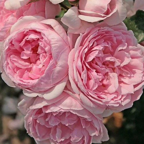 Роза Синдирелла Высота куста до 1,5 ширина до 70 см.