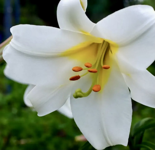 Лилия трубчатая Ригейл Альбум Лилия «Regale Album» хит продаж!!! «Regale Album» одна из лучших сортов белых лилий. Окрас цветка белый с желтым центром.