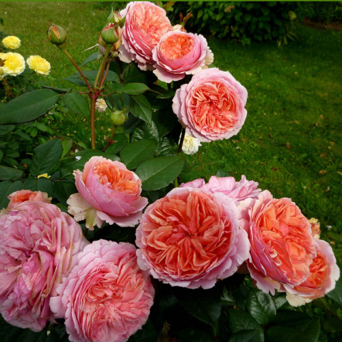 Роза шраб Чиппендейл Растение крепкое, сильнорослое с высокими прямостоячими побегами, высота куста 80- 100 см. 