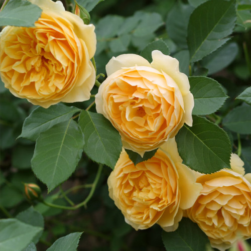 Роза английская Грэхам Томас Цветок ярко-желтый до золотистого, к центру темнее, чашевидный, махровый (35 лепестков), обладает насыщенным сладким ароматом старой розы с нотками чая. Диаметр цветка 10-12 см. Аромат насыщенный. 