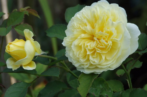 Роза английская Пилигрим Высота может достигать до 300 см.