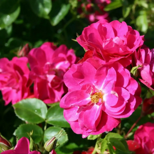 Роза плетистая Джон Кэбот Канадские розы отличаются повышенной морозостойкостью. Этот факт радует жителей Канады, Средней, Центральной полосы России и, конечно же, жителей Сибири и Урала. Ценится цветок и благодаря неприхотливости и пышному цветению. Розы не требуют укрытия! Побеги достигают 3 м.