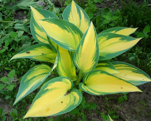 Хоста Джун Февер Растение привлекательно некрупными плотными ярко-желтыми листьями с изумрудной каймой. В июле-августе на нем красуются светло-фиолетовые цветки.