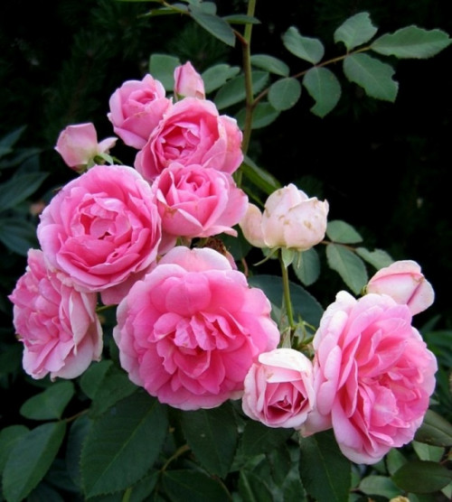 Роза Прайри Джой Высота  до 150 см.