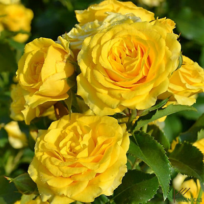 Роза чайно-гибридная Золотая Дания Роза желто-мандариновая, лепестки слегка с рваными краями, 7-11 см в диаметре. Полумахровый. 