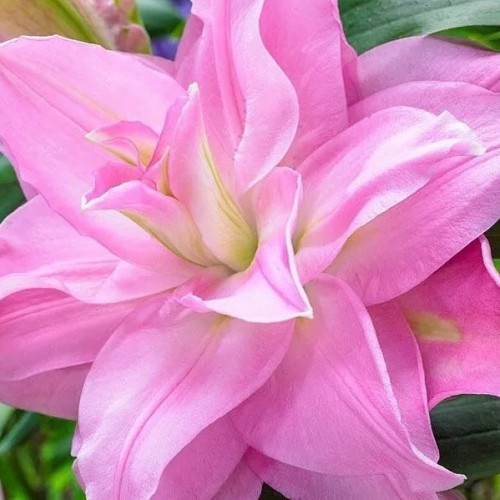 Лилия Роузлили Эдита Розовидная восточная лилия Roselily Editha поражает своей красотой и пышным цветением. Крупные розоподобные цветки имеют махровые лепестки с волнистыми краями нежно-розового цвета и легкий сладкий аромат. 