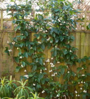 Клематис Винтер Бьюти (Clematis clarkeana Winter Beauty)