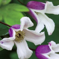 Клематис Эльф (Clematis Elf)